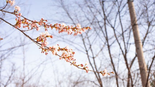 Low angle view of cherry blossoms against sky