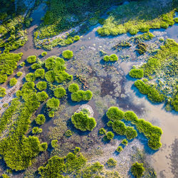 High angle view of plants at beach