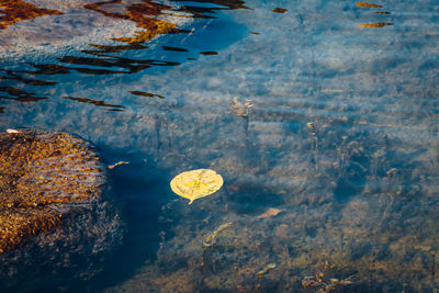 High angle view of jellyfish floating on water - outsider in / autumn colors