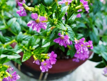 Close-up of pink flowering plant