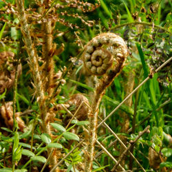 Close-up view of grass