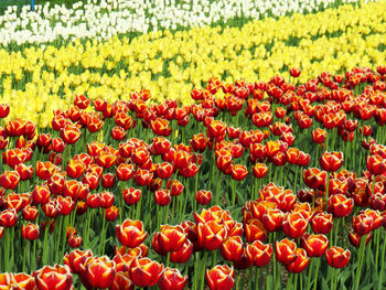 Close-up of red tulips in field