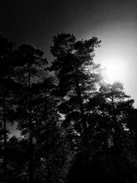 Low angle view of silhouette trees against sky