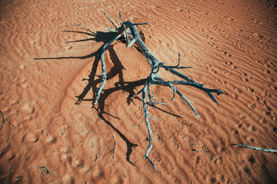 High angle view of insect on sand