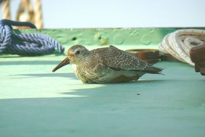 Close-up of eagle perching on wall