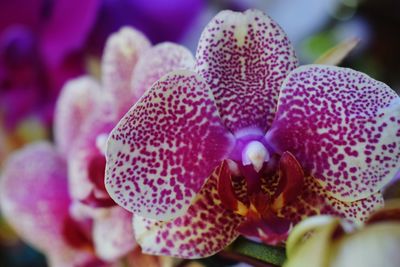 Close-up of pink orchids