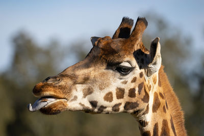 Giraffe close-up