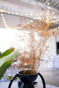 Close-up of potted plant on table