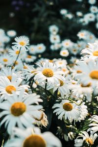 Close-up of white daisy flowers