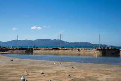 View of seagulls by lake against blue sky