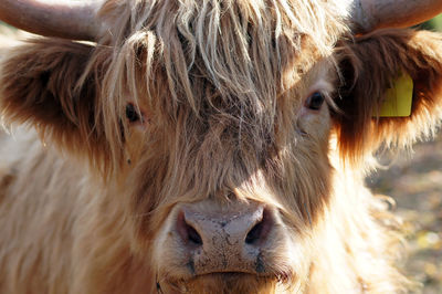 Close-up of cow