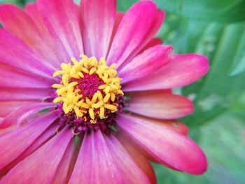 Close-up of pink flower