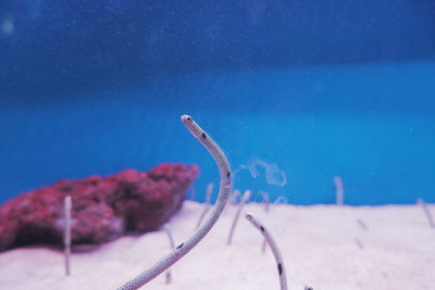 Close-up of jellyfish swimming in sea