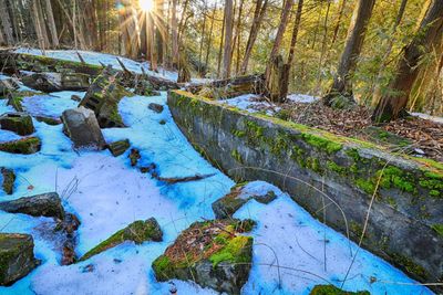 Scenic view of forest