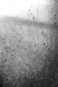 Close-up of plants growing on field against sky