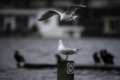 Close-up of seagull flying