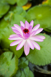 Close-up of bumblebee on pink flower