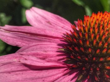 Close-up of pink flower