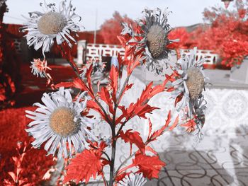 Close-up of red flowering plant