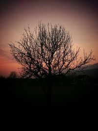 Silhouette of trees at sunset