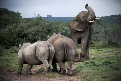 Elephant and rhinoceros on field