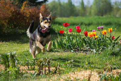 Dog running in the park