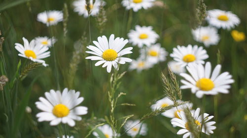 Close-up of white flowers blooming outdoors