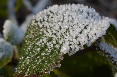 Close-up of white flower