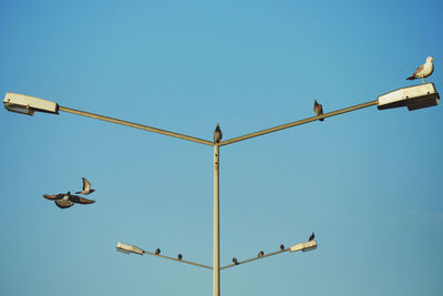 Low angle view of pigeons perching on street light against sky