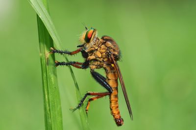 Close-up of insect on leaf