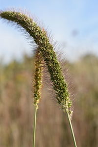 Close-up of wheat plant against sky