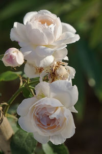 Close-up of blooming white roses by natural light