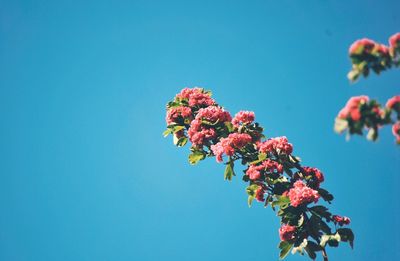 Low angle view of pink flowering plant against clear blue sky