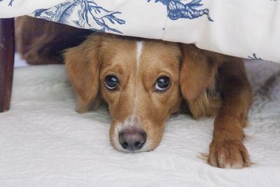 Close-up portrait of dog at home