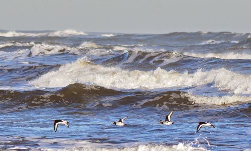 Birds flying over sea