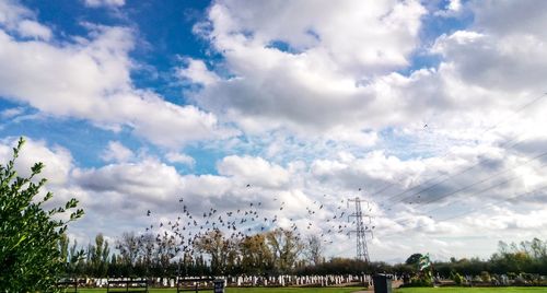 Low angle view of trees on field against sky