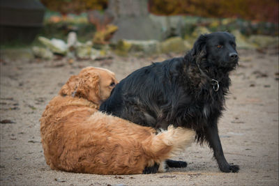 Close-up of black dog