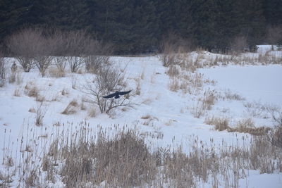 View of an animal on snow covered land