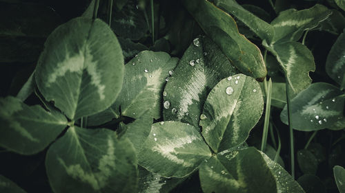 Close-up of raindrops on leaves