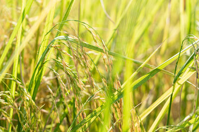 A close up ear of rice in a green field the season when rice farmers harvest