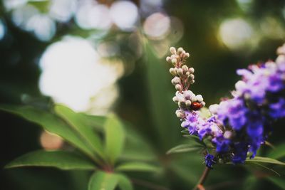 Close-up of butterfly on purple flowering plant