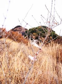 Close-up of dried plant on land