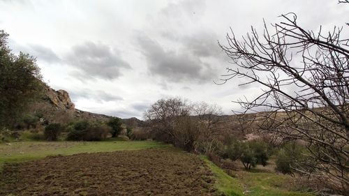 Bare trees on field against sky