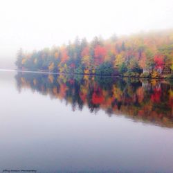 Reflection of trees in water