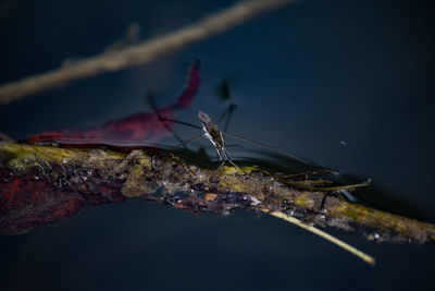 Close-up of insect