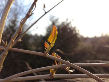 Close-up of insect against sky