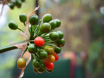 Close-up of berries growing at plant 