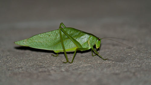 Close-up of insect on leaf