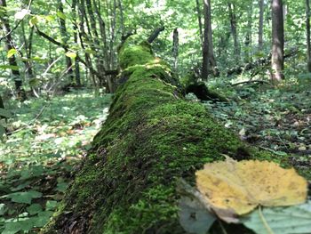 Close-up of moss growing on tree trunk