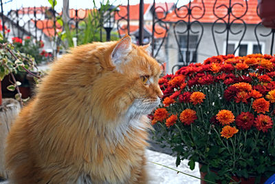 Close-up of cat on flower pot